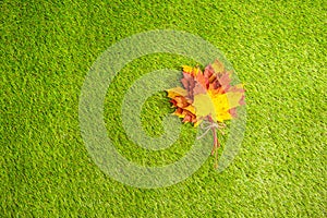 Top view of bouquet of colorful maple leaf on the green grass. Creative and minimalism. Season change, autumn is coming. Nature