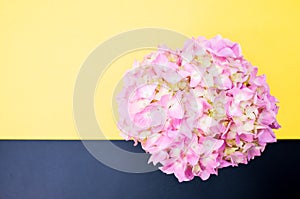 Top view of a bouquet of pink hydrangeas on a black and yellow surfa