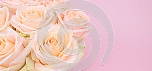 Top view of a bouquet of roses depicted on a pink background