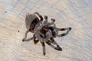 Top view of brachypelma albopilosum spider on brown wood slice.