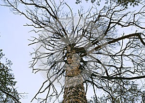 Top view of the branches of a tall dead pine tree