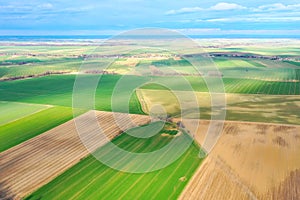 Top view of bright green fields sown with wheat and corn, rural landscape from above, nature, blue skies