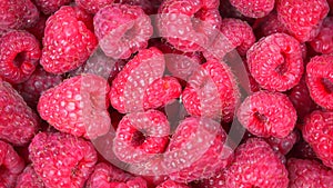 Top view of bright pink raspberries on whole background rotating counterclockwise