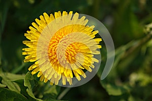 Top View of Bright Yellow Blooming Dandelion on Greenery Background