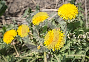 Top view of a bright yellow flowering dandelion plant