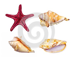 Top view of bright yellow seashell and red starfish from the ocean set isolated on white background close up.