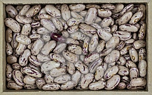 Top view of brindle bean or pinto bean, sugar bean legume, feijao rajado or frijol canaval Phaseolus vulgaris seed photo