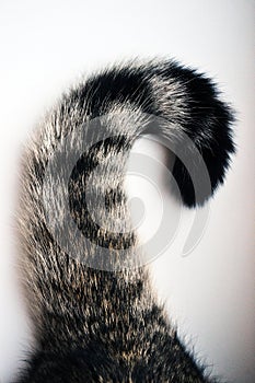 Top view of a British Shorthair cat`s tail, cat sitting on a white windowsill