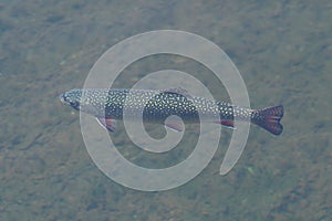 Top view of brook trout, Salvelinus fontinalis, in water. Detail of freshwater fish of salmon family. Muddy bottom in background.