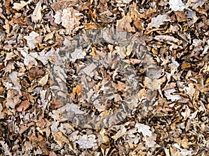 Top view of brown dry old fallen leaves lie on ground, autumn background