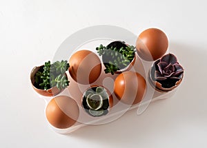 Top view brown eggs and succulents in egg shell on white table. Easter decoration