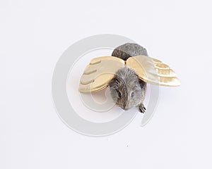 Top view of a brown guinea pig with golden wings on a white background