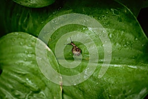 Top view of Brown snail walking on fresh green leaves with drop dew after rain. Garden snail on Cardwell lily