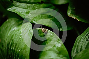 Top view of Brown snail walking on fresh green leaves with drop dew after rain. Garden snail on Cardwell lily