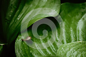 Top view of Brown snail walking on fresh green leaves with drop dew after rain. Garden snail on Cardwell lily or Northern