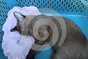 Top view of brown Thai cats fainted from anesthesia for sterilization.
