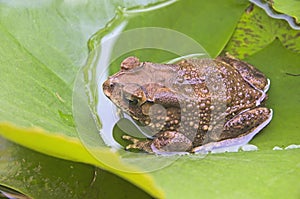 Top view of brown toad on water lily leaf