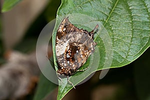 Top view on a brown white sparkled falter sitting on a green leaf in a greenhouse in emsbÃÂ¼ren emsland germany