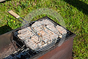 Top view of the browned steaks of red coho salmon fried on charcoal in a barbecue on a summer day in the country. Cooking a