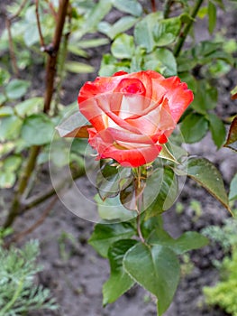 Top view of a bud of red rose growing on the flower bed.