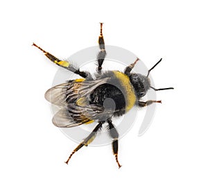 Top view of a Bumblebee