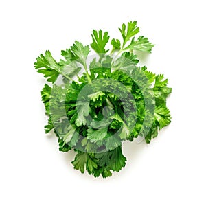 Top view of a bunch of a fresh organic coriander ingredient for cooking with white background Generative AI Illustration