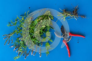 Top view of bunch of mint with scissors isolated on color backgrounds