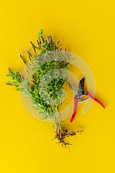 top view of bunch of mint with scissors isolated on color backgrounds