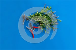 top view of bunch of mint with scissors isolated on color backgrounds