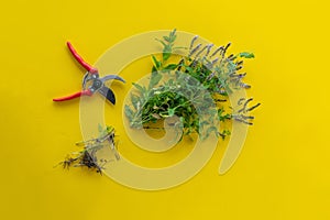 top view of bunch of mint with scissors isolated on color backgrounds