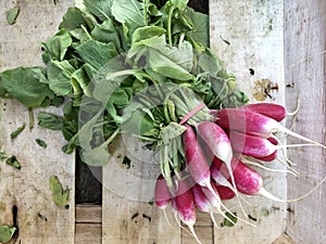 Top view of a bunch of radishes