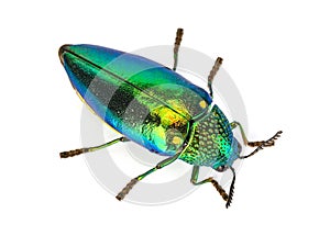 Top view of Buprestidae isolated on white background