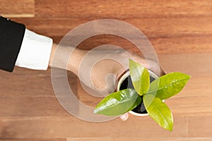 Top view businessman hold young plant on office table. Alter