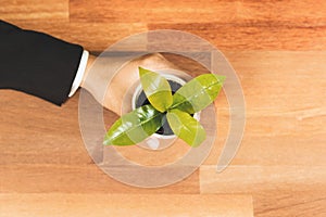 Top view businessman hold young plant on office table. Alter