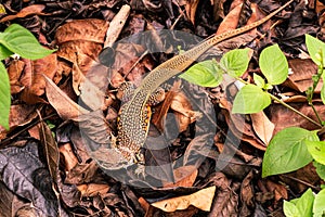 Top view of Butterfly lizard or Leiolepis belliana