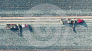 Top view of a cabbage field getting reaped by harvesters