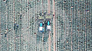 Top view of cabbage gathered by combines and workers