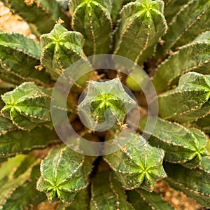 Top view of cacti