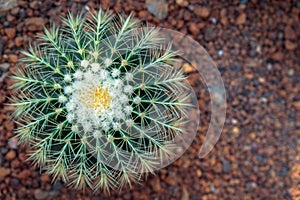 Top view of cactus