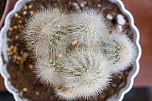 Top view of cactus balls in pots