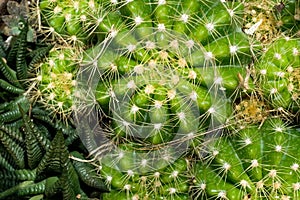 Top view cactus