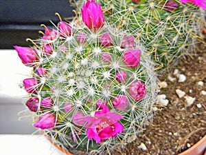 Top view of cactus pink flowers in pot