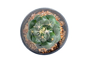 Top view of cactus in pot