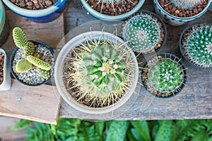 top view cactus in small pots