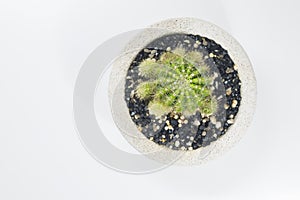 Top view Cactus tree in concrete pot white background