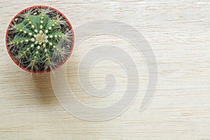 Top view of a Cactus