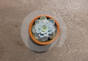 Top view of cactus on wood table