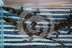 Top view of caimans on the carpet on the ground