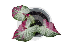 Top view of Caladium bicolor is queen of the leafy plants growing in pot isolated on white background.