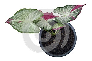 Top view of Caladium bicolor is queen of the leafy plants growing in pot isolated on white background.